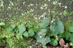 Epithema ceylanicum