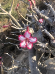 Adenium multiflorum