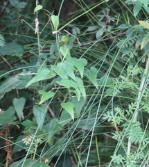 Dioscorea burchellii