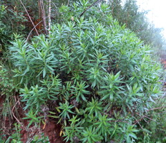 Lobostemon belliformis