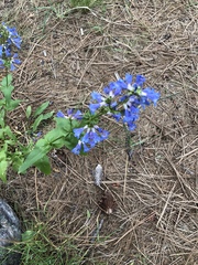 Penstemon wilcoxii
