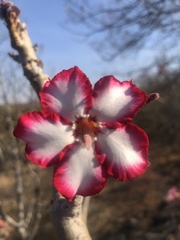Adenium multiflorum