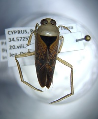 Notonecta maculata