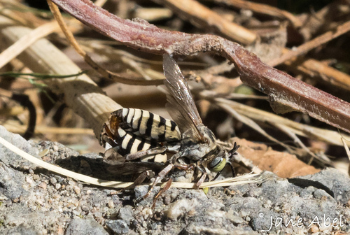 Triepeolus saturninus photographed in Washington