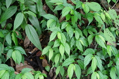 Elatostema cyrtandrifolium