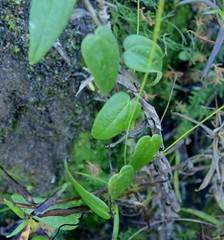 Dioscorea burchellii