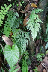 Asplenium ritoense