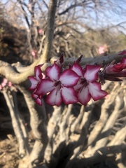 Adenium multiflorum