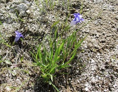 Gentianopsis thermalis
