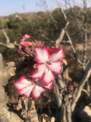 Adenium multiflorum