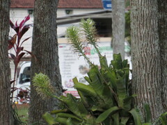 Billbergia horrida, photograph (c) Victor Farjalla Pontes, some rights reserved (CC BY)