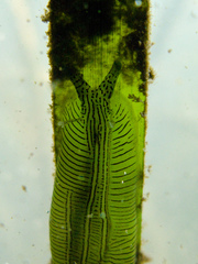 Phyllaplysia taylori