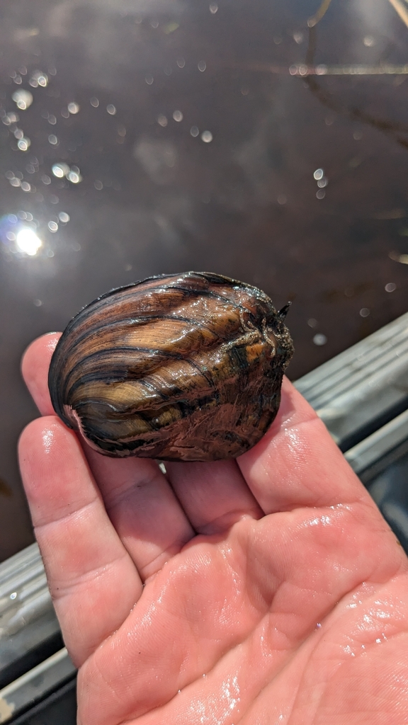 Three-ridge Mussel from Marinette, WI 54143, USA on August 29, 2024 at ...