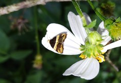 Choreutis basalis