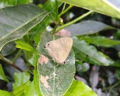 Rapala varuna formosana