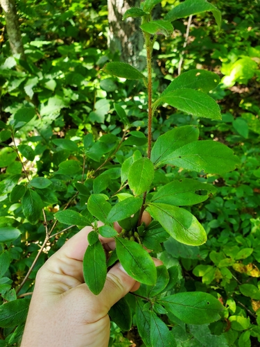 Image of Rhododendron pilosum by (c) Will Kuhn, some rights reserved (CC BY)