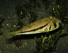 Randall's Puffer photo 1