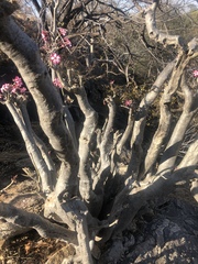 Adenium multiflorum