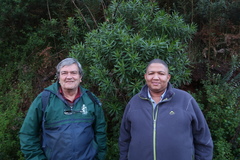 Lobostemon belliformis