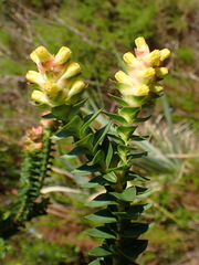 Penaea cneorum ruscifolia
