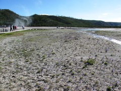 Gentianopsis thermalis