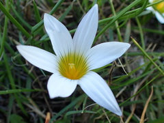 Romulea flava flava