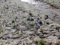 Gentianopsis thermalis