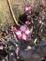 Adenium multiflorum