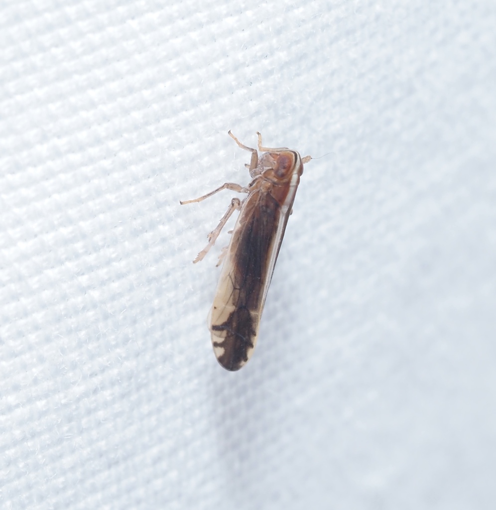 Stenocranus lautus