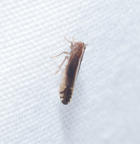 Stenocranus lautus