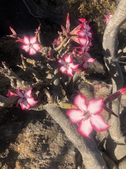 Adenium multiflorum