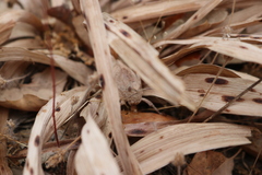 Ocnerodes prosternalis