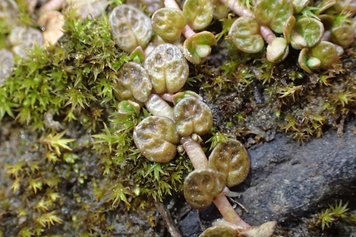 Image of Epilobium komarovianum by (c) Oscar Dove, some rights reserved (CC BY)