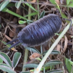 Porcellio hoffmannseggii