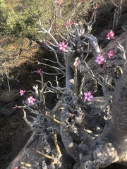 Adenium multiflorum