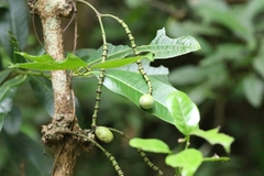 author not stated, no rights reserved Gnetum luofuense, photograph author not stated, no rights reserved