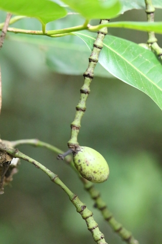 Image of Luofushan Joint-Fir (Gnetum luofuense) by no rights reserved
