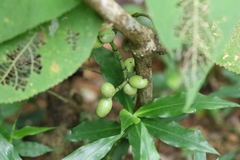 author not stated, no rights reserved Gnetum luofuense, photograph author not stated, no rights reserved