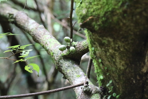 Gnetum luofuense, photograph 6