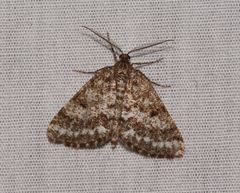 Eufidonia convergaria