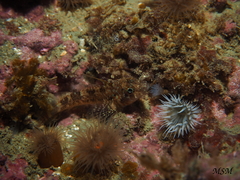 Helcogrammoides cunninghami