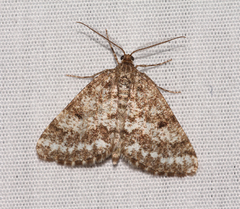 Eufidonia convergaria