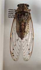 Cicada