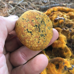 Buchwaldoboletus lignicola