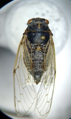 Cicadatra atra