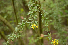 Pyracantha fortuneana