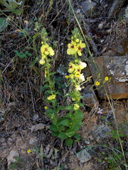 Verbascum boerhavii