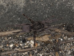 Phlogiellus