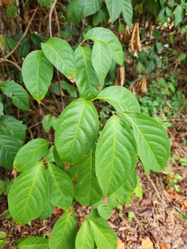 Foto de Mariri