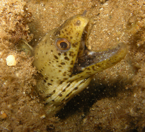 Brown speckled eel (Gymnothorax steindachneri) — Muraenidae